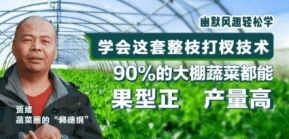 90%的大棚蔬菜都能国型正 产量高